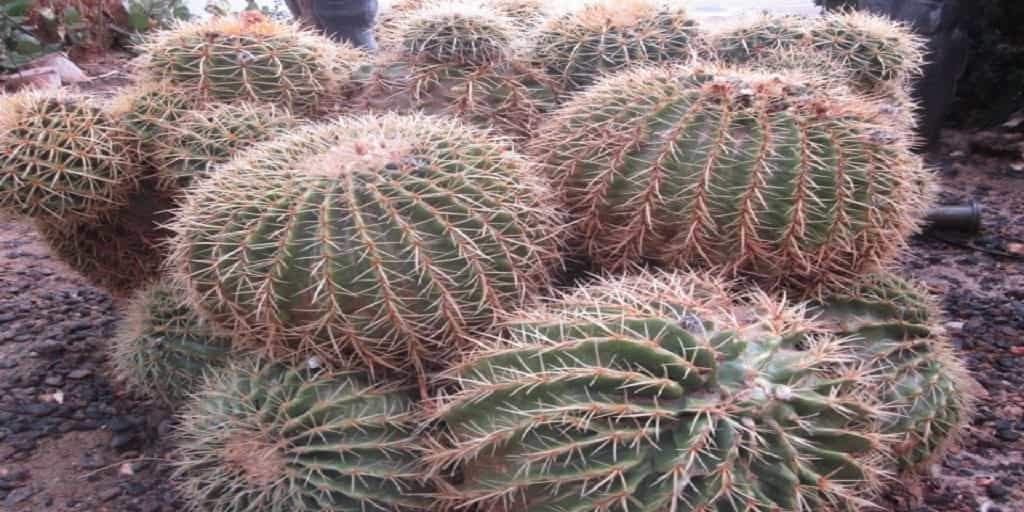 israeli-cactus Agriculture in Israel 
